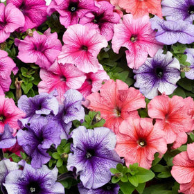 Carpet Creeping Petunia seeds zones 3-8 suitability for versatile planting
