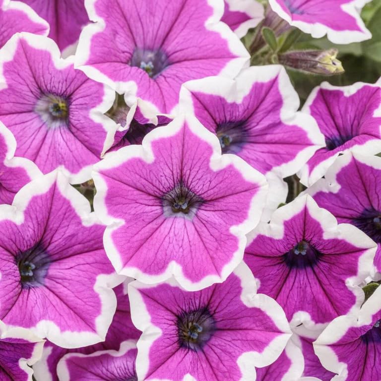 Carpet Creeping Petunia seeds hanging basket blooms for lush color