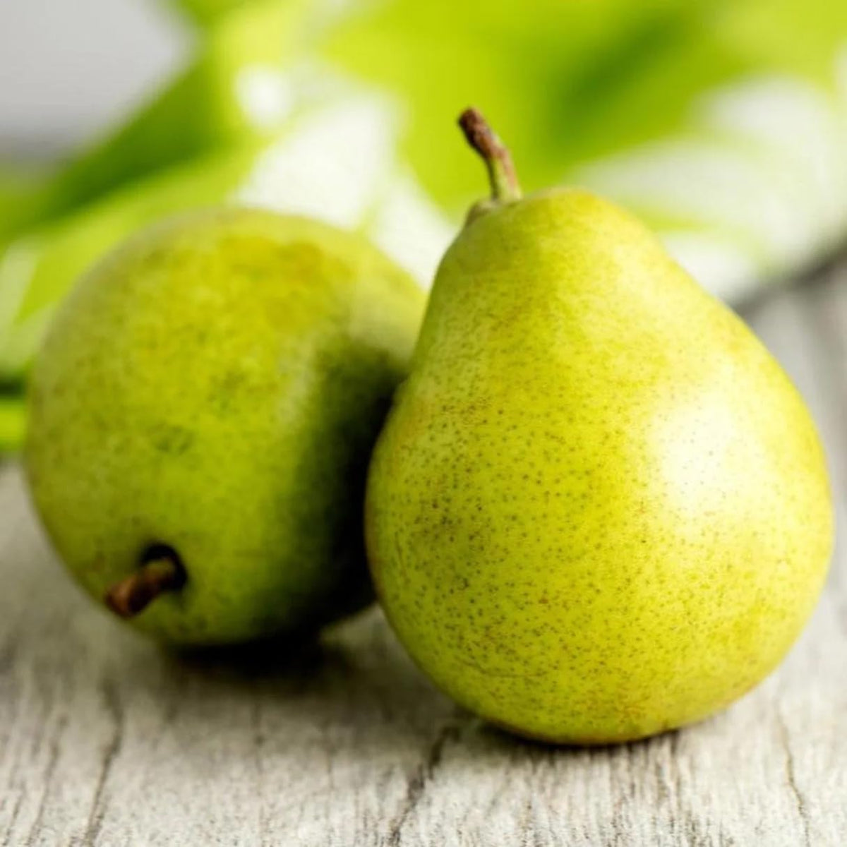 Carpet Creeping pear seeds in loamy, well-drained soil for strong rooting