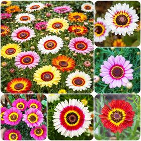 Carpet Creeping pollinator-friendly daisies attract bees and butterflies in outdoor beds.