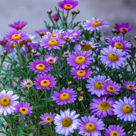 Carpet Creeping pollinator-friendly image attracts bees and butterflies.