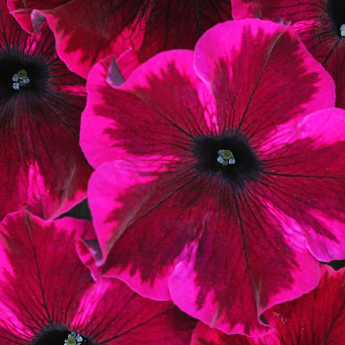 Carpet Creeping pollinator-friendly petunia seeds invite bees and butterflies to visit