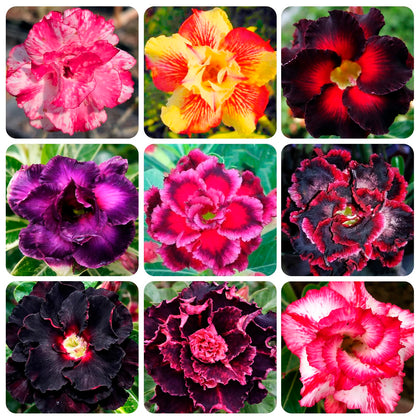 Carpet Creeping purple desert rose seedling emergence with vibrant color