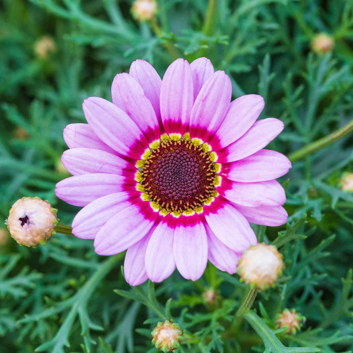 Carpet Creeping rainbow mix daisies brightening sunny borders and containers.