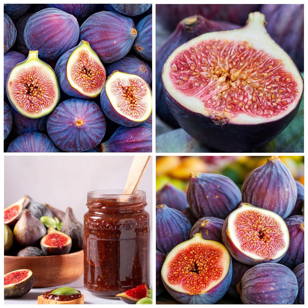 Carpet Creeping ripe figs on tree inviting seasonal harvest.
