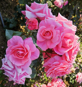 Soak method with Carpet Creeping rose seeds promoting germination.