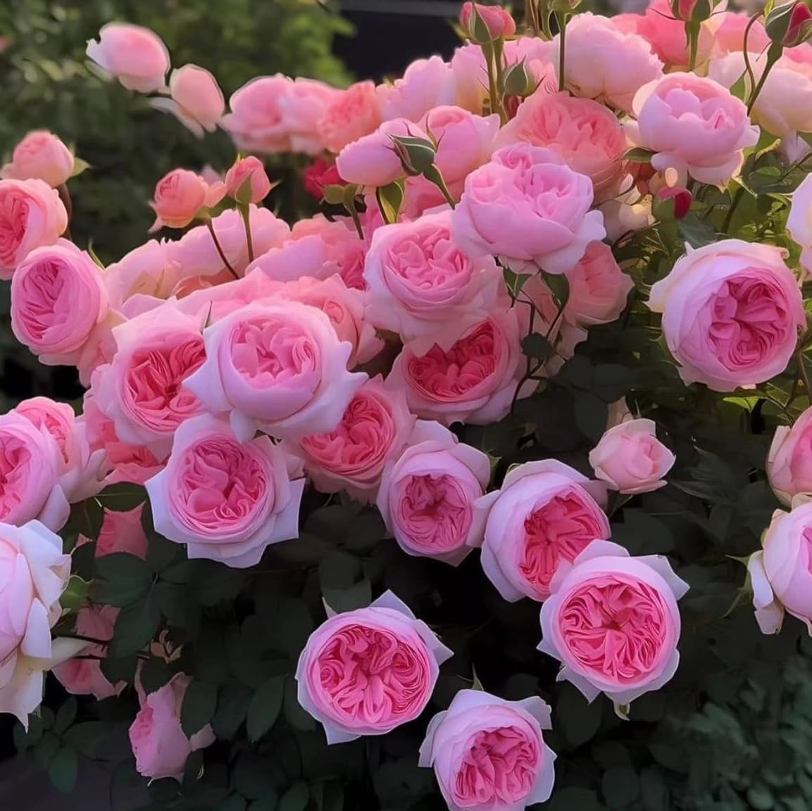 Carpet Creeping rose seeds arranged along a garden border edging.