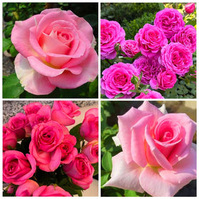 Carpet Creeping rose seeds show healthy seedlings with fragrant buds.