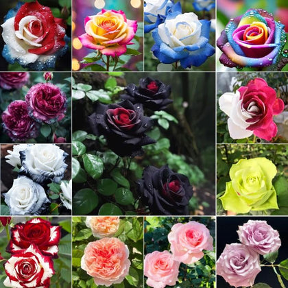 Carpet Creeping rose seeds package showing garden-ready open-pollinated variety for color