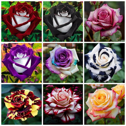 Carpet Creeping rose seeds packaging for easy indoor sowing and garden planning.