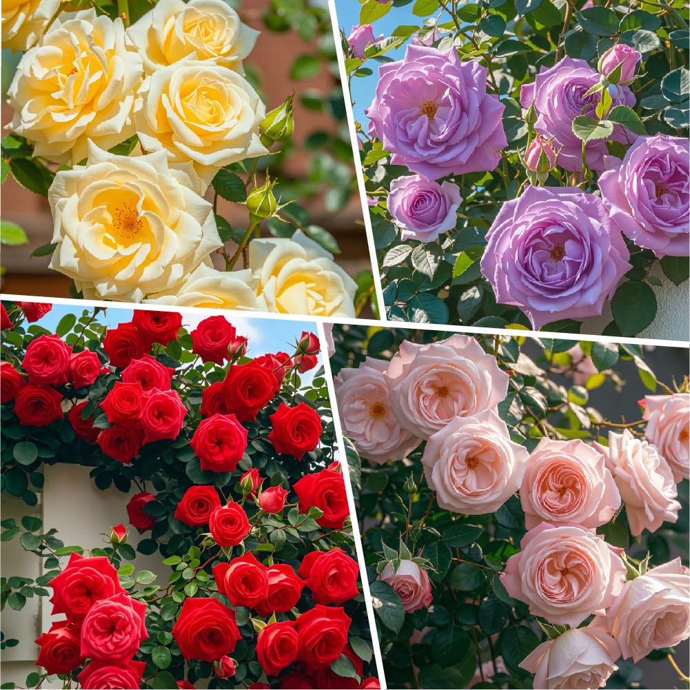Carpet Creeping rose seeds sprouts in seedling pots ready to grow indoors