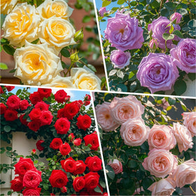 Carpet Creeping rose seeds sprouts in seedling pots ready to grow indoors