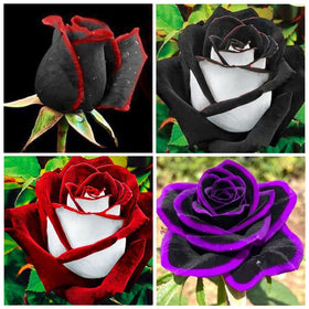 Carpet Creeping rose seeds twin roses for a distinctive garden focal point.