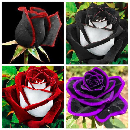 Carpet Creeping rose seeds twin roses for a distinctive garden focal point.