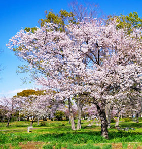 Carpet Creeping Sakura seeds germination—boost early greenery and future blossoms.