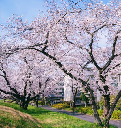 Carpet Creeping Sakura seeds pink packet—ideal for planning your spring garden.