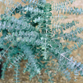Carpet Creeping scarified eucalyptus seeds show boosted germination potential