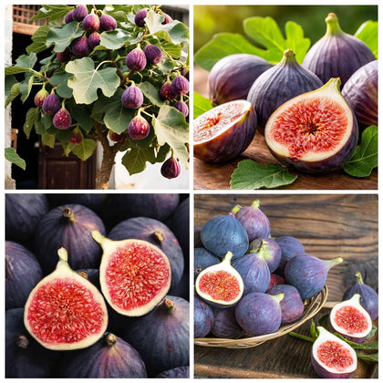 Carpet Creeping Seed King figs pack ready for planting in the sunny garden.