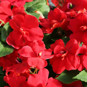 Carpet Creeping shade-tolerant plants brighten dim garden corners.