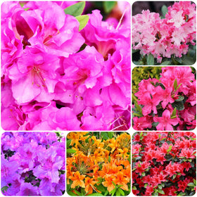 Carpet Creeping Simsii Azalea bloom clusters brighten the yard
