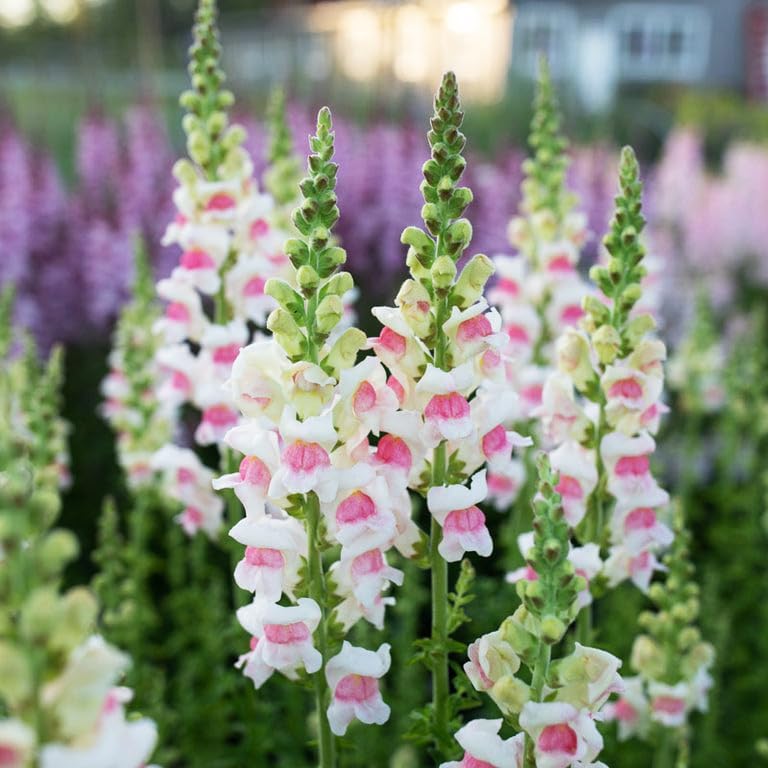 Carpet Creeping Snapdragon long bloom season keeps garden color.