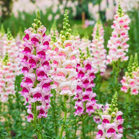 Carpet Creeping Snapdragon pollinator attracts butterflies and hummingbirds.