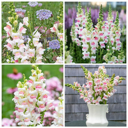Carpet Creeping Snowflake Snapdragon white bloom; attracts bees.