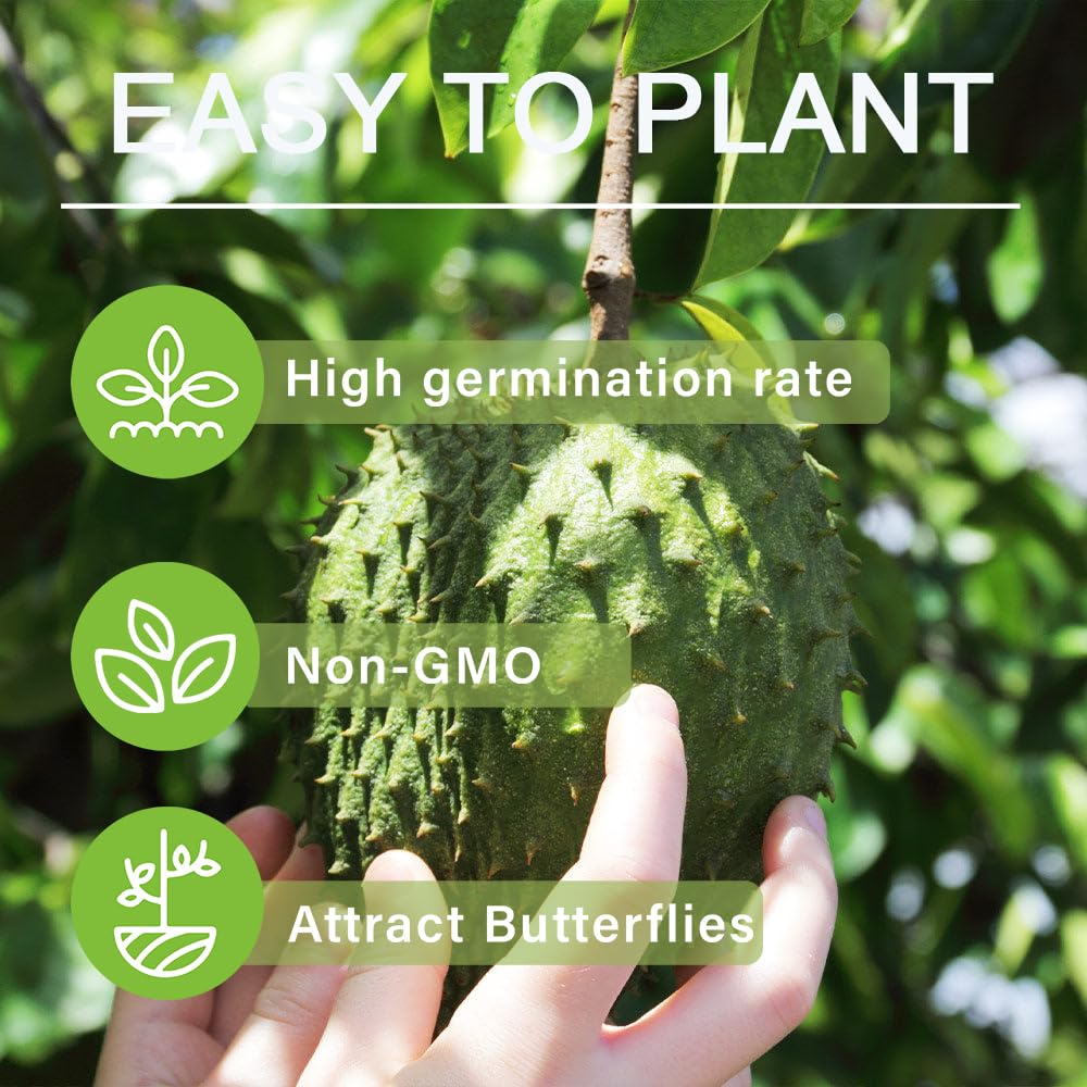 Carpet Creeping Soursop fertilizer care emphasizes timely feeding for flowering.