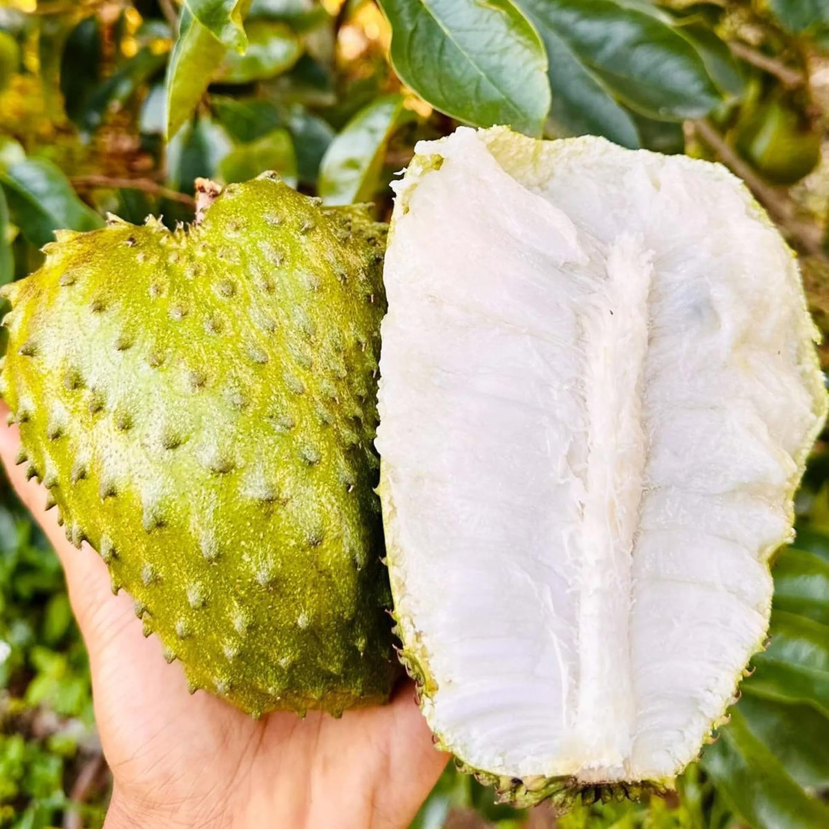Carpet Creeping Soursop seed direct sowing promotes steady growth in full sun.