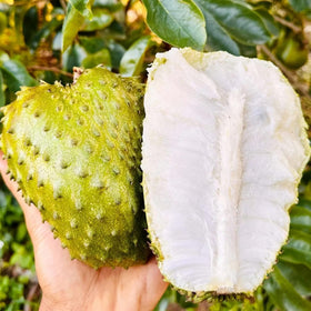 Carpet Creeping Soursop seed direct sowing promotes steady growth in full sun.