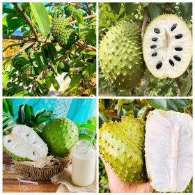 Carpet Creeping Soursop seed potting for containers supports easy, beginner-friendly setup.