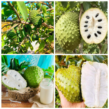Carpet Creeping Soursop seed potting for containers supports easy, beginner-friendly setup.