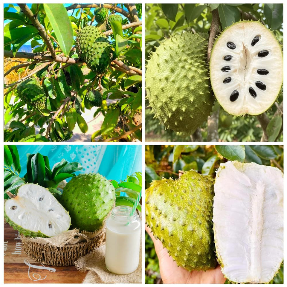 Carpet Creeping Soursop seed potting for containers supports easy, beginner-friendly setup.