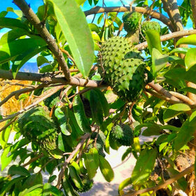 Carpet Creeping Soursop tree formation helps maintain harvest-ready height.