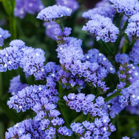 Carpet Creeping statice pastel bracts closeup showcasing soft lavender and pink tones.