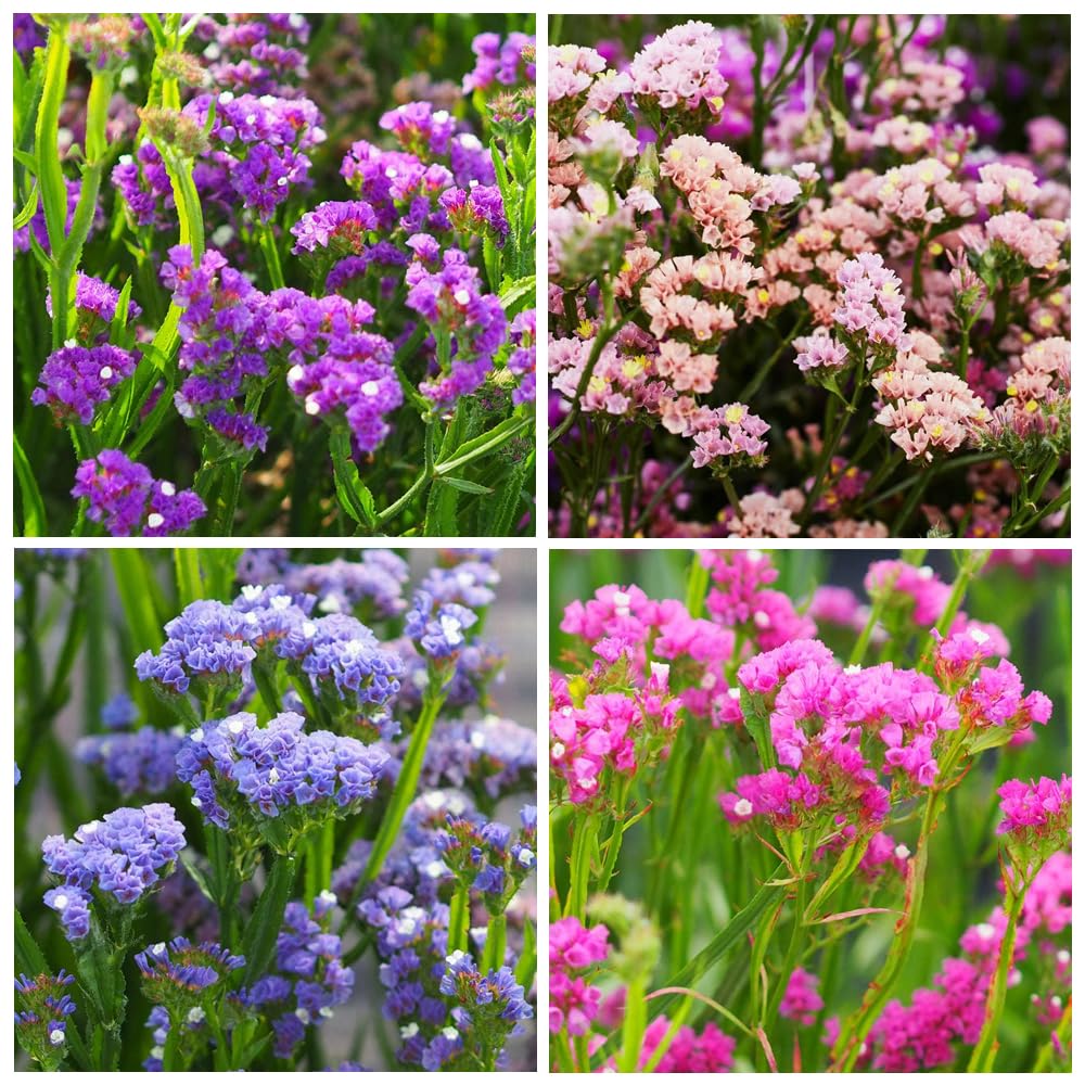 Carpet Creeping statice pastel mix plants outdoors perfect for bright garden borders.