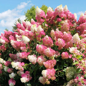 Carpet Creeping Strawberry Hydrangea seeds forming bloom clusters in a garden bed.