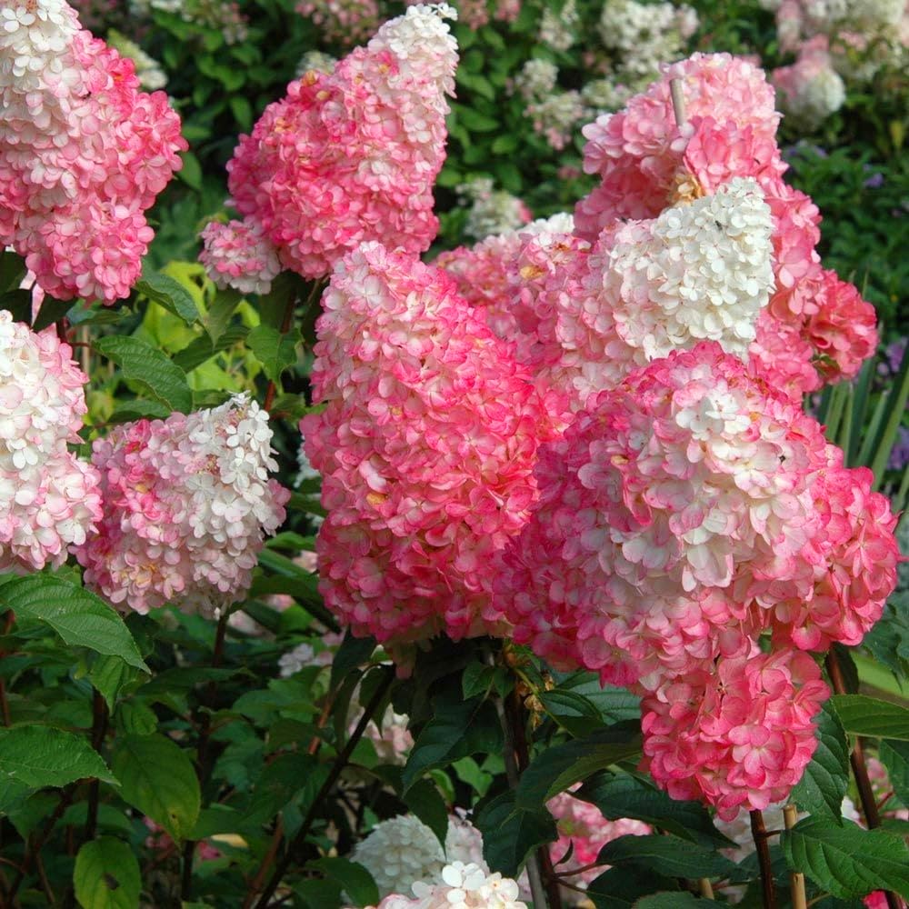 Carpet Creeping Strawberry Hydrangea seed packet designed for balcony planters.
