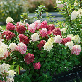 Carpet Creeping Strawberry Hydrangea seeds in a tray showing heirloom quality.