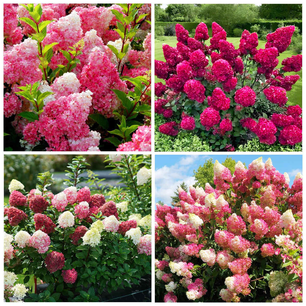 Carpet Creeping Strawberry Hydrangea seeds close-up show color variety for borders.