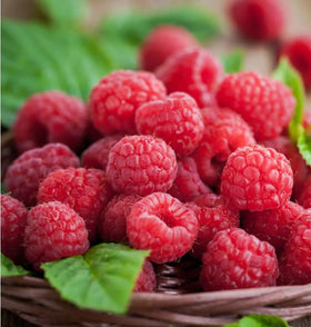 Carpet Creeping strawberry seeds 700pcs for abundant strawberry beds