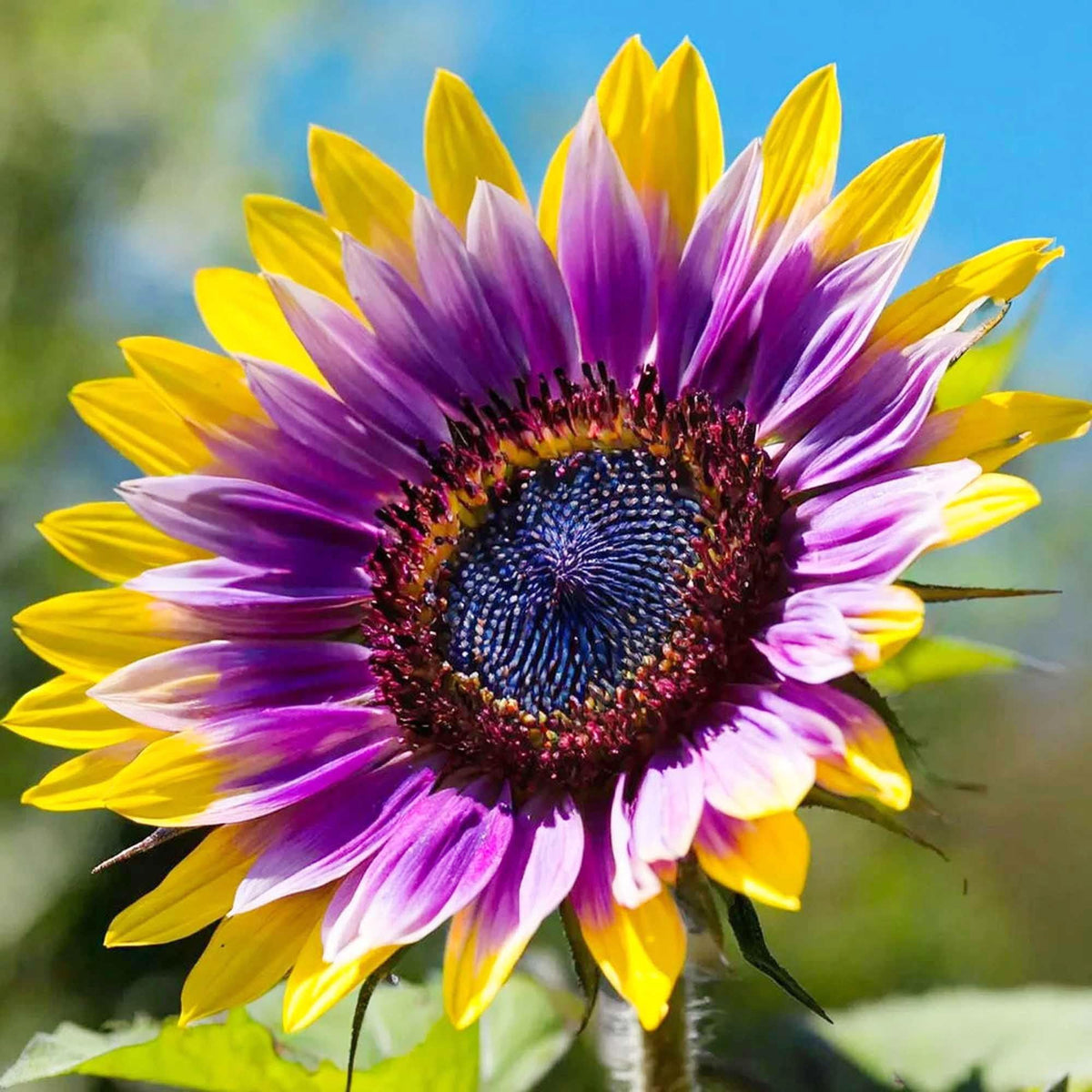 Carpet Creeping Chocolate Cherry sunflowers bloom brightly in sunny borders