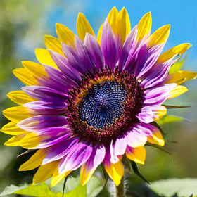 Carpet Creeping Chocolate Cherry sunflowers bloom brightly in sunny borders