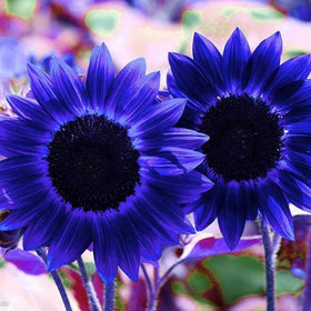 Carpet Creeping sunflower seeds make a thoughtful gift for garden lovers