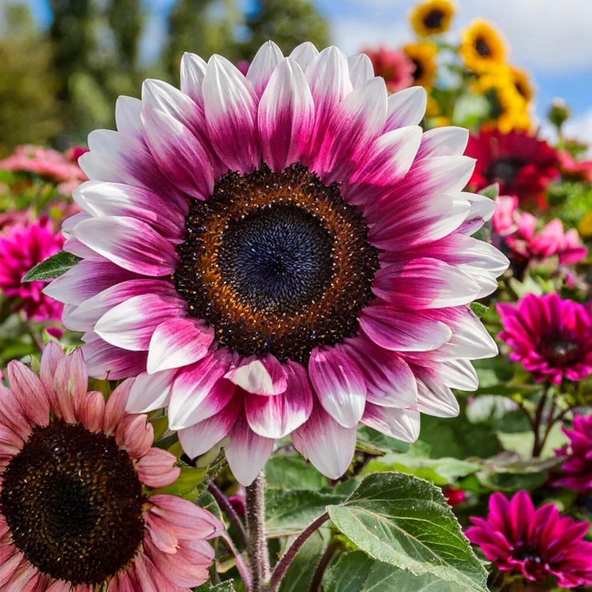 Carpet Creeping sunflowers attract bees and butterflies for a pollinator-friendly bed