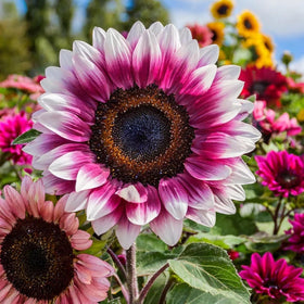 Carpet Creeping sunflowers attract bees and butterflies for a pollinator-friendly bed