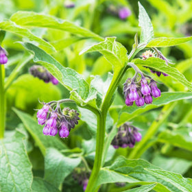 Carpet Creeping Symphytum Officinale seeds for ornamental foliage and spring blooms