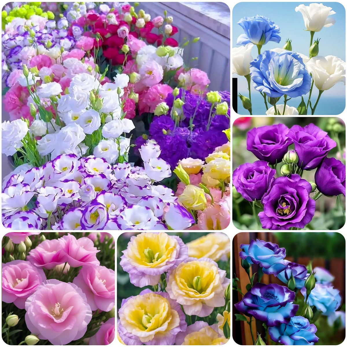Carpet Creeping thornless lisianthus seeds closeup ideal for safe, easy gardening