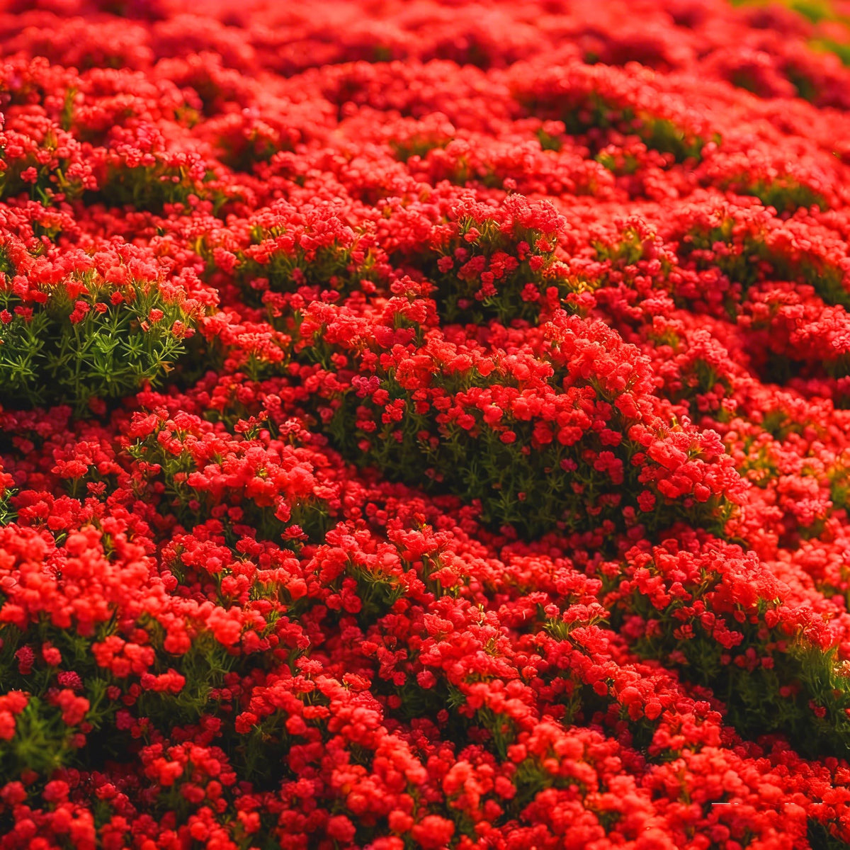 Carpet Creeping Thyme in bloom adds fragrance to garden beds