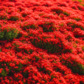 Carpet Creeping Thyme in bloom adds fragrance to garden beds